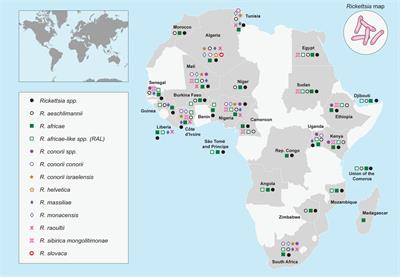 Unraveling the epidemiological relationship between ticks and rickettsial infection in Africa